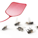 Cambridge house fly control and extermination services