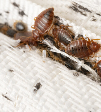 Bed Bug infestation and control Cambridge
