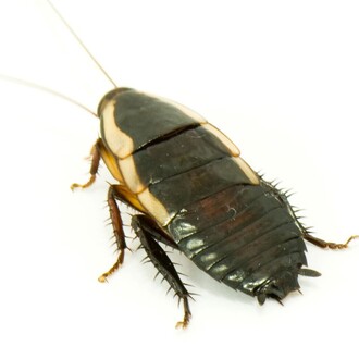 wood roach. Pest Control services