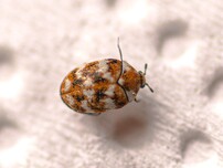 beetle eating carpet