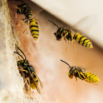 Wasp Control Services Cambridge