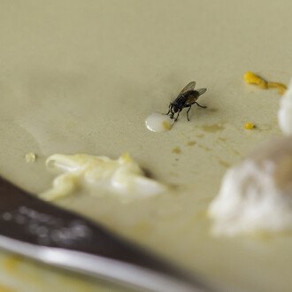 Fly Control and extermination Cambridge