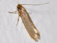 Clothing moth Tineola bisselliella eating clothes