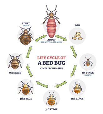Bed Bugs Pest Control Services Cambridge