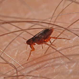 Flea infestation control and extermination Cambridge