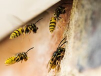 wasp nest exterminator