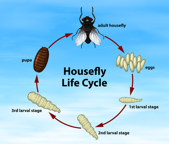 House fly lifecycle. Need help with house fly extermination? Call us today