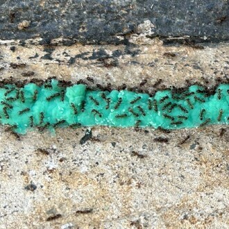 baiting for ants. Ant Pest Control Services Cambridge