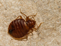 bed bug problem
