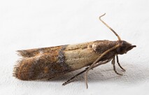 Pantry Moth