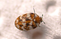 Carpet Beetle
