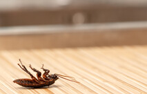 Cockroaches