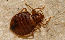 Bed Bugs