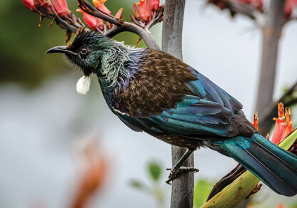 beautiful tui bird on flax flower