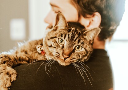 tabby cat with a red collar and bell rests on owners shoulder