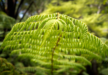 close up of a bright green ponga leaf