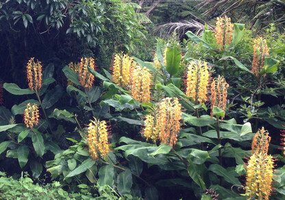 wild ginger pest plant