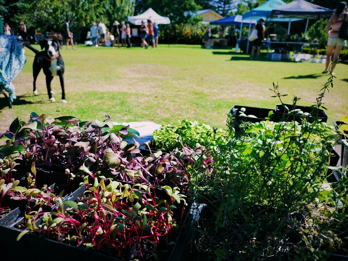 Raglan Growers Market