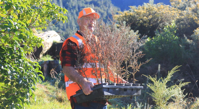 Replanting in the Kaimai Mamaku