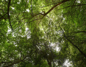 Putting Nature on the Balance Sheet