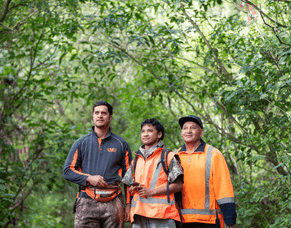 In the media: Inside the iwi project restoring the Kaimai Mamaku
