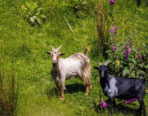 In the media: Government funds feral goat eradication