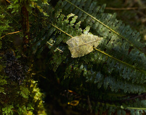 Pānui 1 | Kohitātea, January 2025