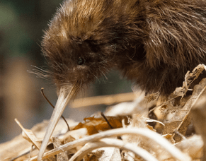 Pānui 2 | Huitānguru, February 2025