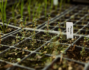 Pānui 11 | Whiringa-ā-rangi November 2025