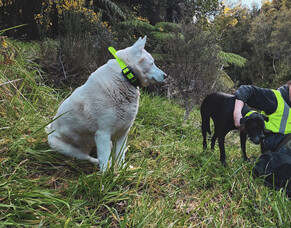 In the media: Day in the Life with Ngāti Hako