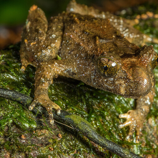 The Hochstetter's Frog taken by Shaun Lee