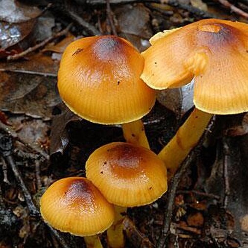 fungi taken by Shirley Kerr