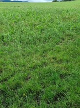 ReGen/Ryegrass-Clover Comparison - closer look, Ryegrass/Clover in foreground, ReGen behind.