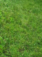 Ryegrass/Clover pasture