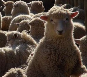 Sheep/Beef/Deer