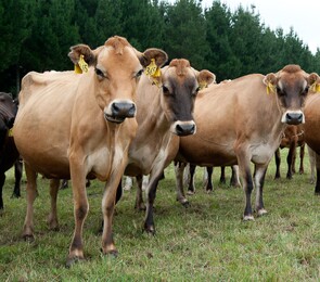 Dairy/Dairy Support