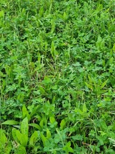 ReGen pasture -close up