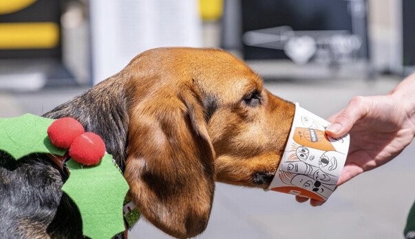 Rollickin DogMas Walk