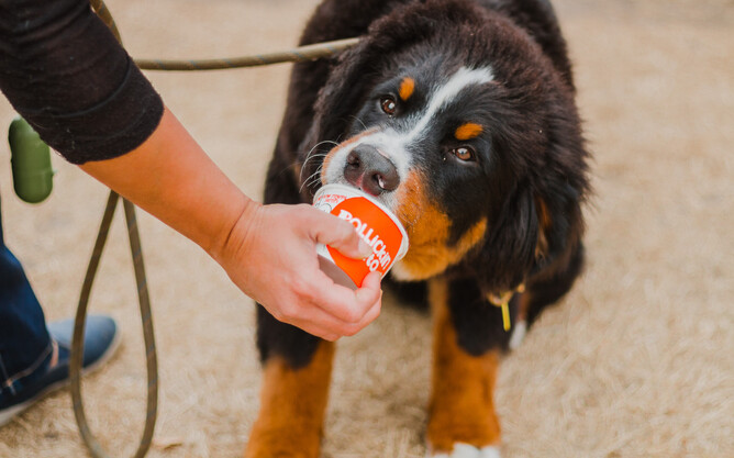 Our beloved Dog Walks are back, with our first taking place on the 30th of January @ 5pm