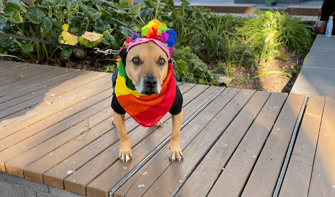 A colourful good boy!