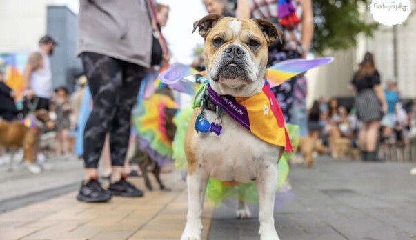 Rollickin & CHCH Pride Dog Walk!