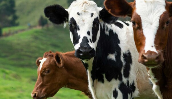 Rural eSpeaking - Summer 2025