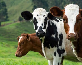 Rural eSpeaking - Summer 2025