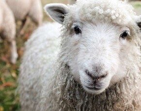 Rural eSpeaking - Winter 2025