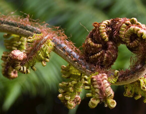 Trust eSpeaking - Autumn 2021 Edition