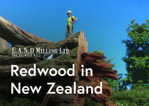 Redwood in New Zealand - a Journey of Giants