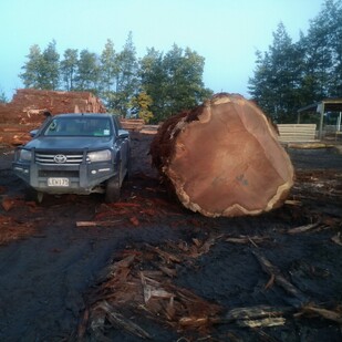 Redwood