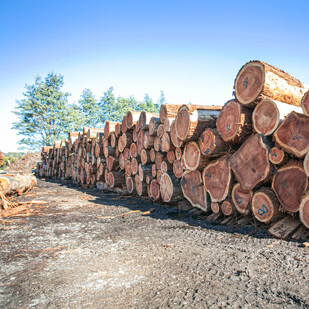 Redwood