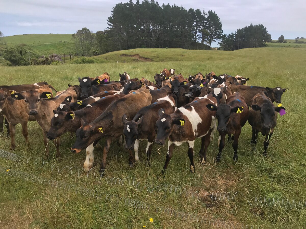HMC CLIENT NEWS helps Taranaki farmers with facial eczema