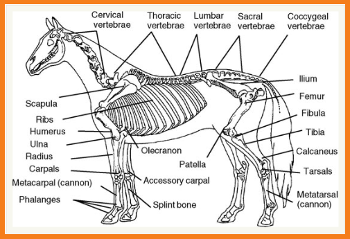 Animal Mrt A Young Horse S Natural Skeletal Development